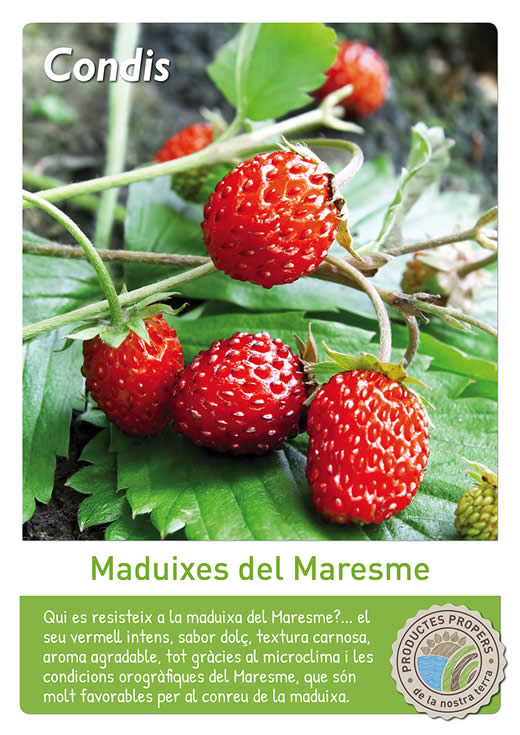Maduixes del Maresme